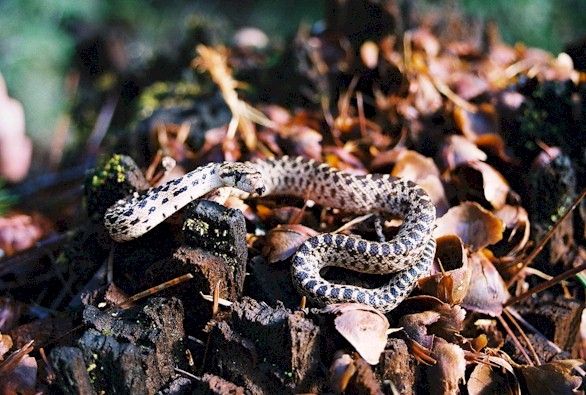 pituophis