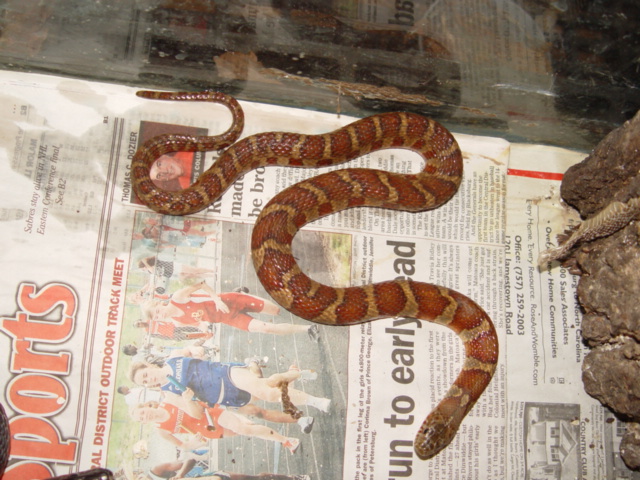 N. sipedon red phase