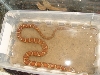 N. sipedon red phase