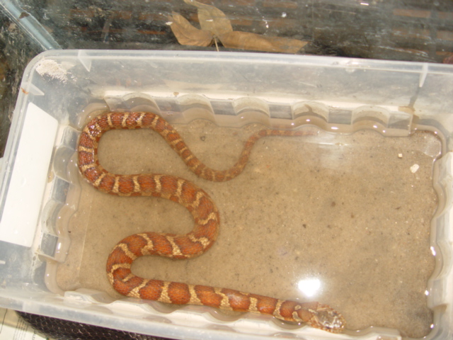 N. sipedon red phase
