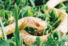 Albino Mormon