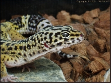 Leopard gecko