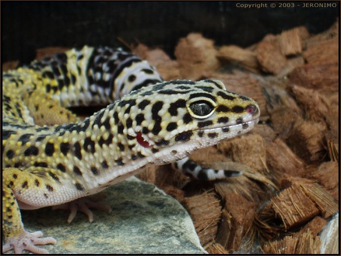 Leopard gecko