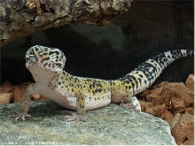 Leopard gecko