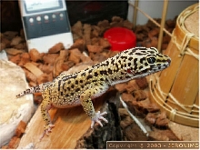 Eublepharis macularius - 11 months old