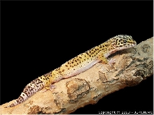 Leopard gecko - 11 mc old - second foto