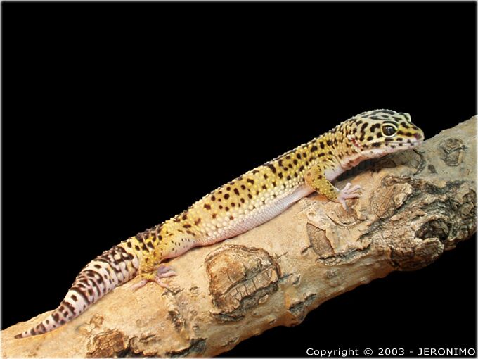Leopard gecko - 11 mc old - second foto