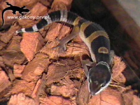 Eublepharis macularius -   1 month old