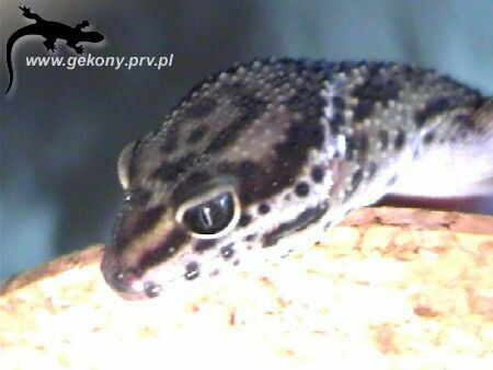 Eublepharis macularius - 2,5 months old