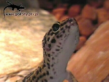 Eublepharis macularius - 8 months old