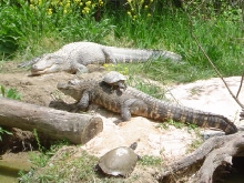 Gators & Turtles basking