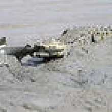 Crocodile vs bullshark