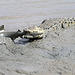 Crocodile vs bullshark