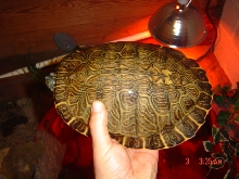Texas cooter
