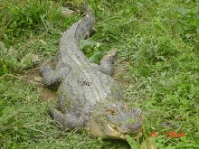 Big Boy