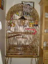sunshine & kiwi cage