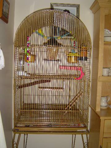 sunshine & kiwi cage