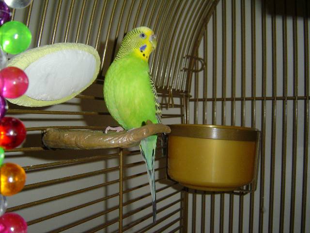 kiwi 2004