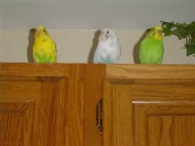 3 friends