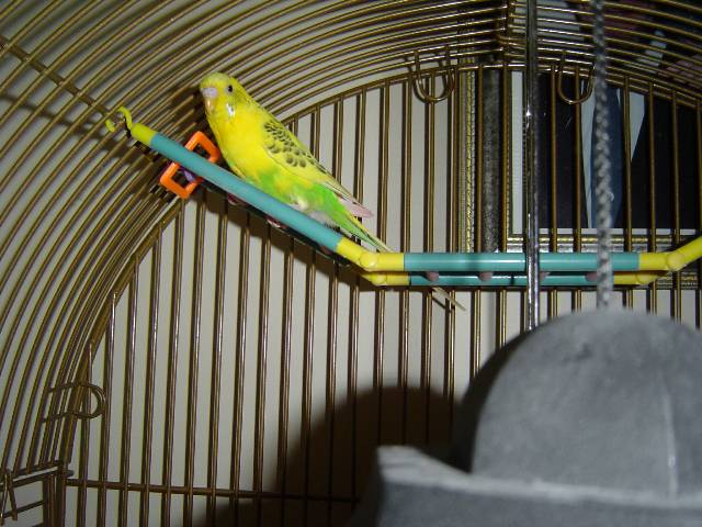 sunshine 2004