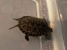 Blandings Hatchling