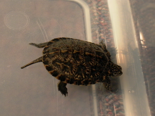 Blandings Hatchling
