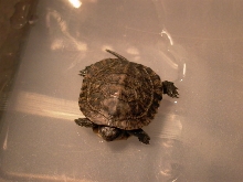 Blandings Hatchling
