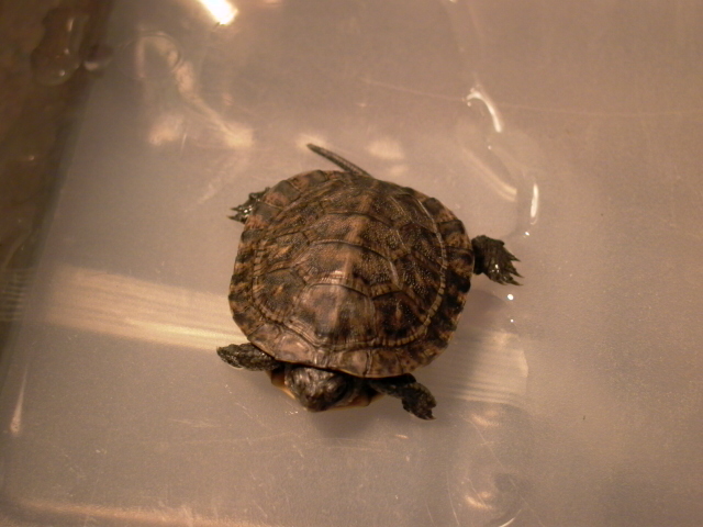 Blandings Hatchling