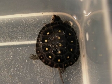 Spotted Turtle Hatchling