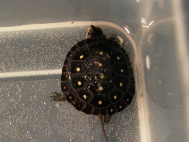 Spotted Turtle Hatchling