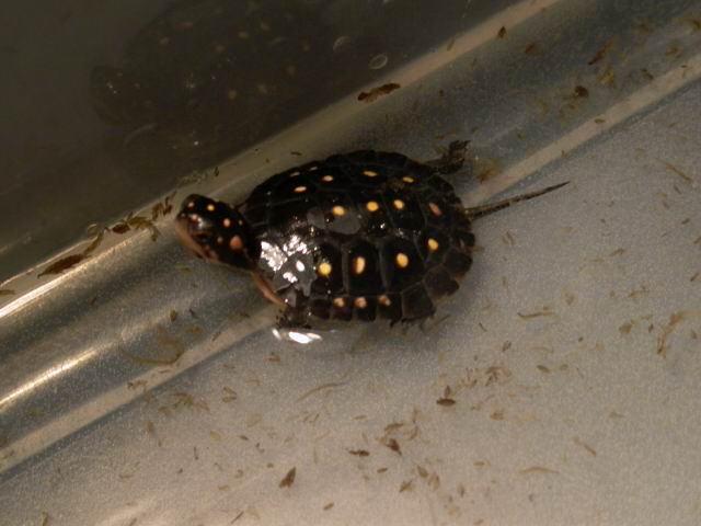 Spotted Turtle Hatchling