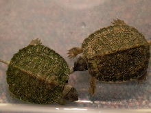 Wood Hatchlings