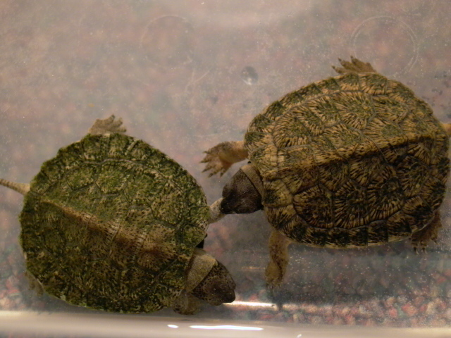Wood Hatchlings