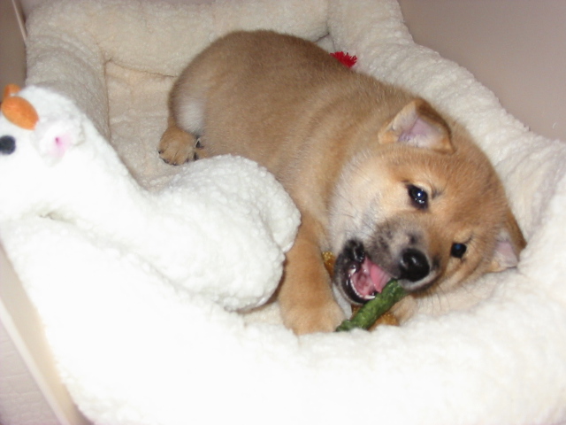 Chook chomping on his greenie