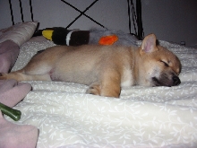 Chook sleeping