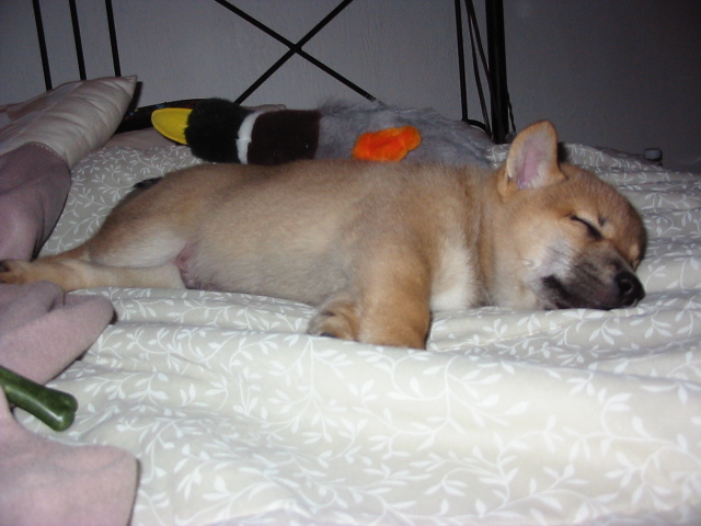 Chook sleeping