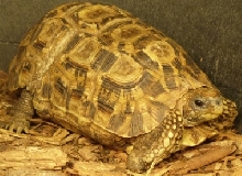 Belliana Beliana
