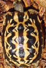 Arachnoides Holdback #1