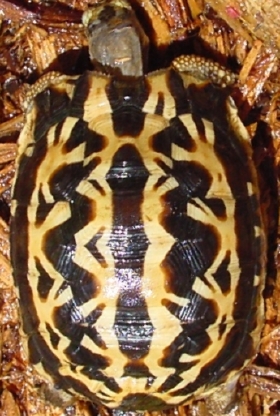 Arachnoides Holdback #1