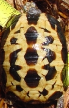 Arachnoides Holdback #2