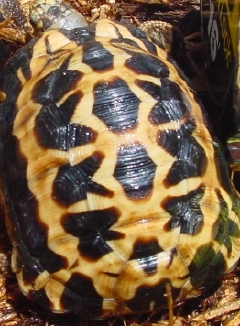 Arachnoides Holdback #3
