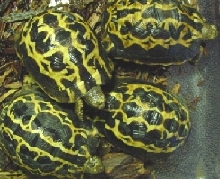 Arachnoides