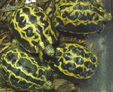 Arachnoides