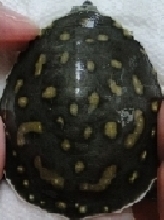 Flap