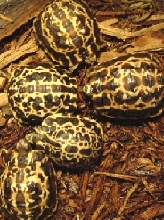Oblonga