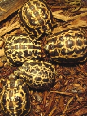 Oblonga