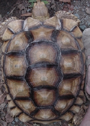 Sulcata Female