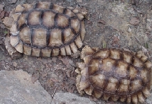 Sulcata Pair #1