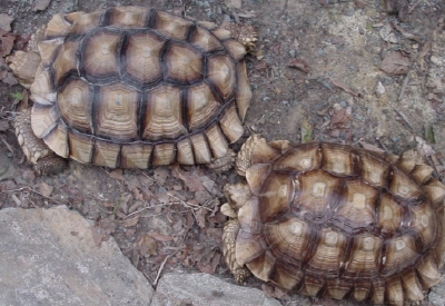 Sulcata Pair #1