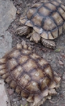 sulcata Pair #2